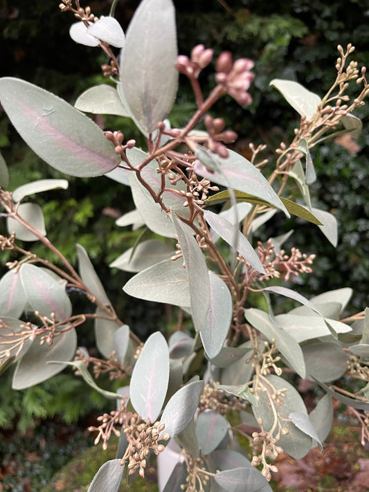 Seeded Eucalyptus