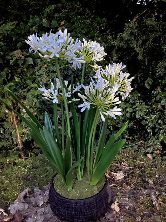 Agapanthus Plant in Black Pot