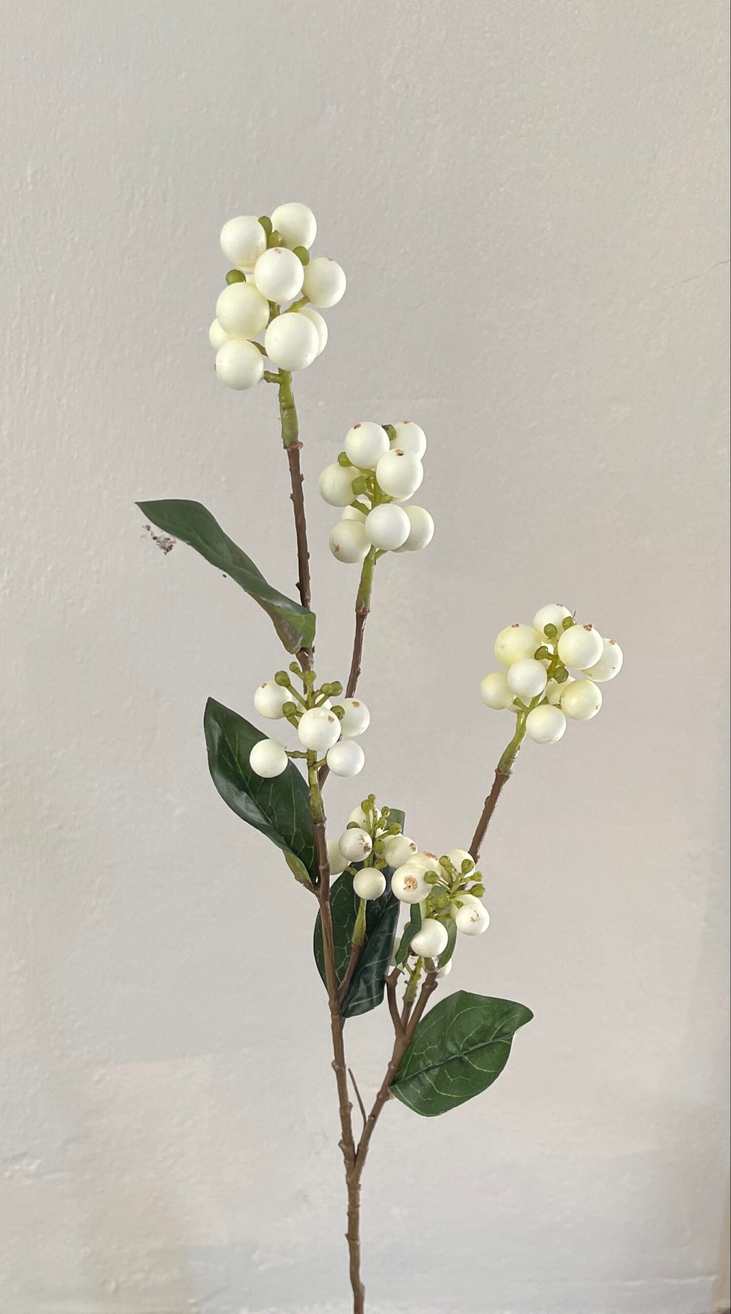 Snowberry Stem