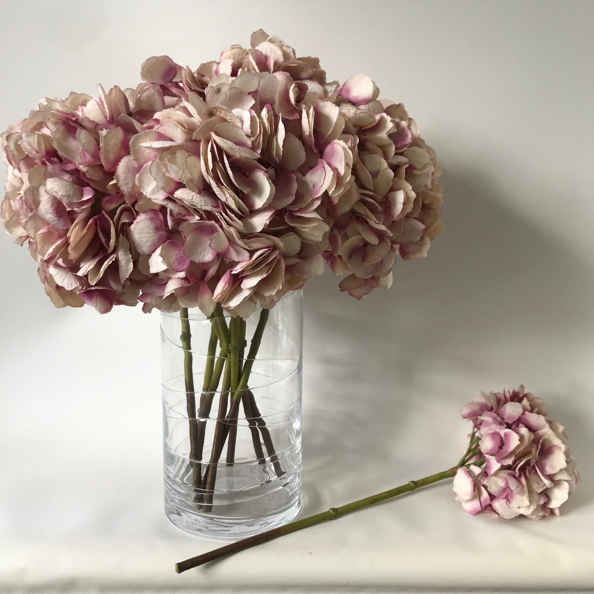 Mophead Hydrangea Dusky Pink