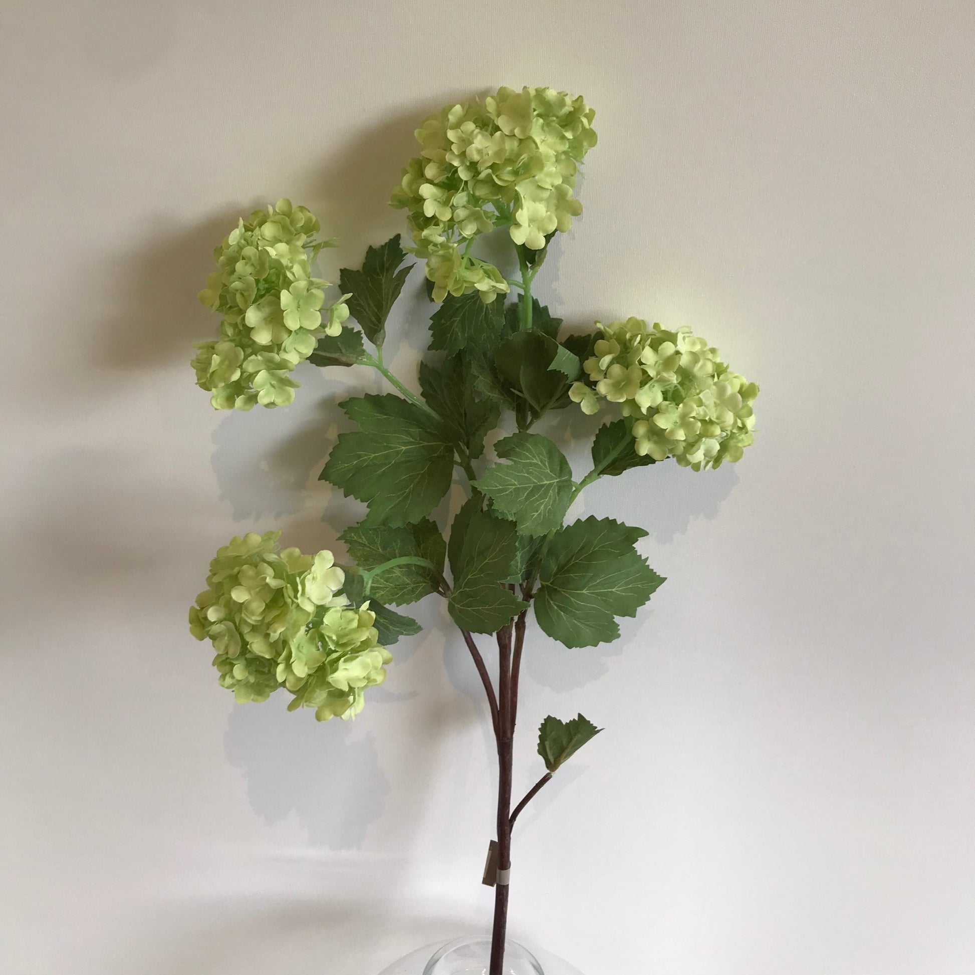 Viburnum