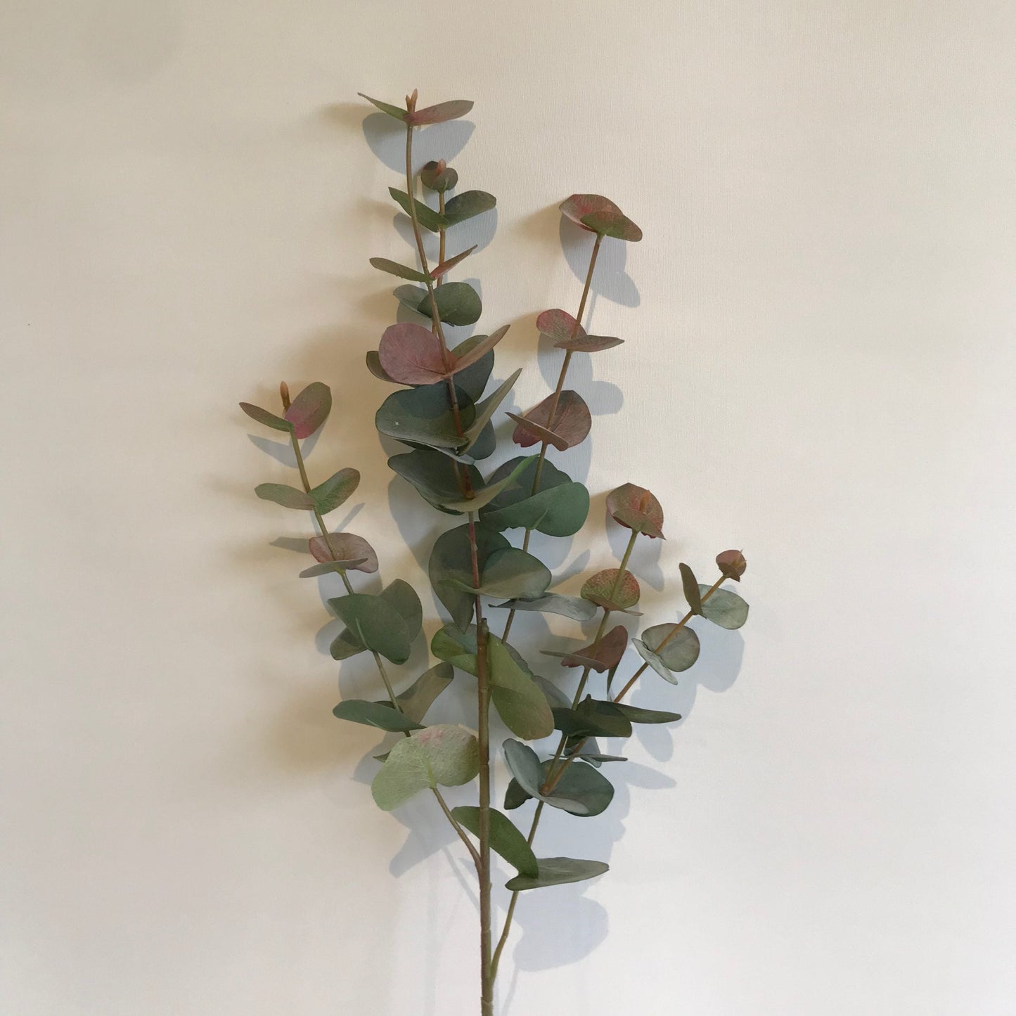 Eucalyptus Pink Tipped