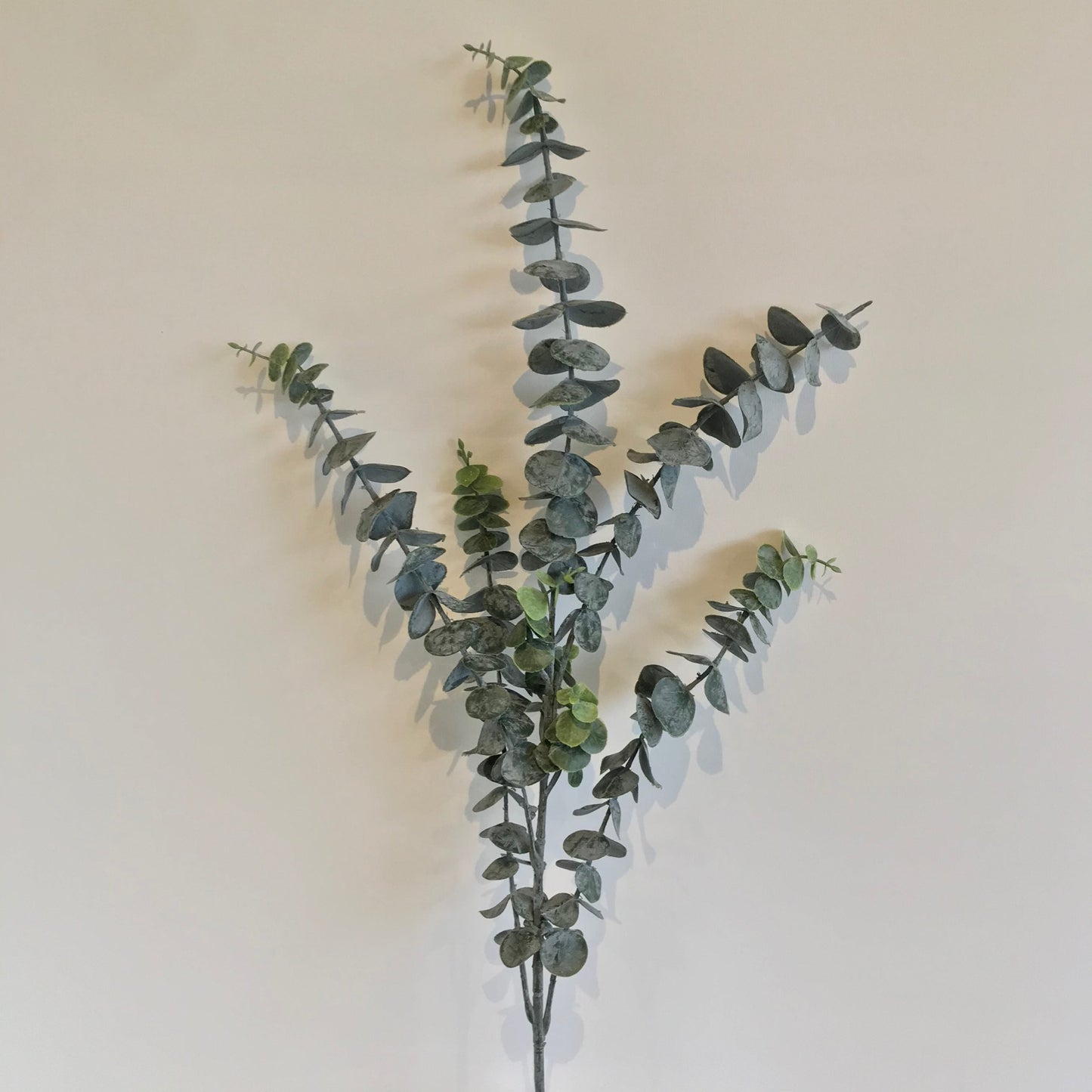 Effective Eucalyptus