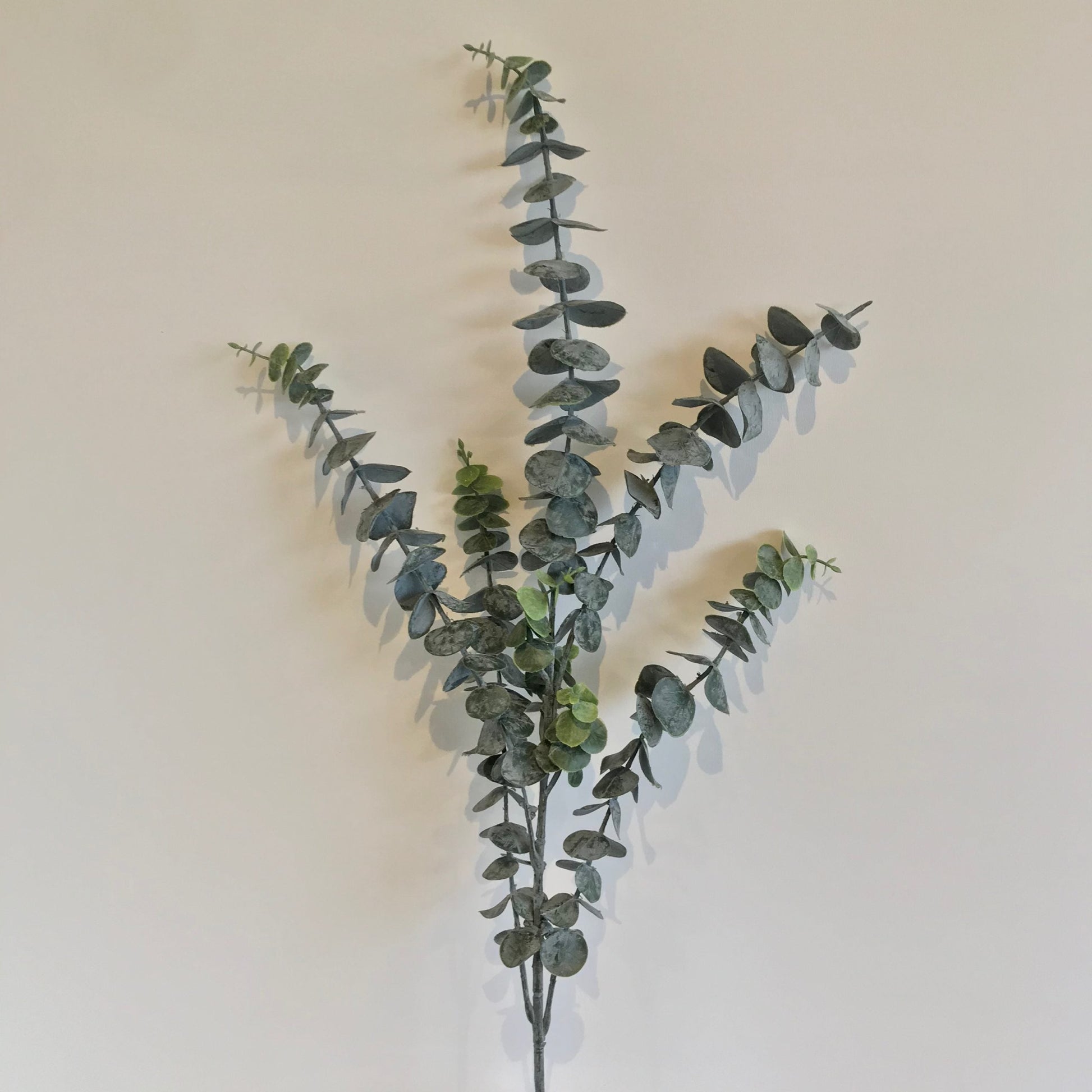 Effective Eucalyptus