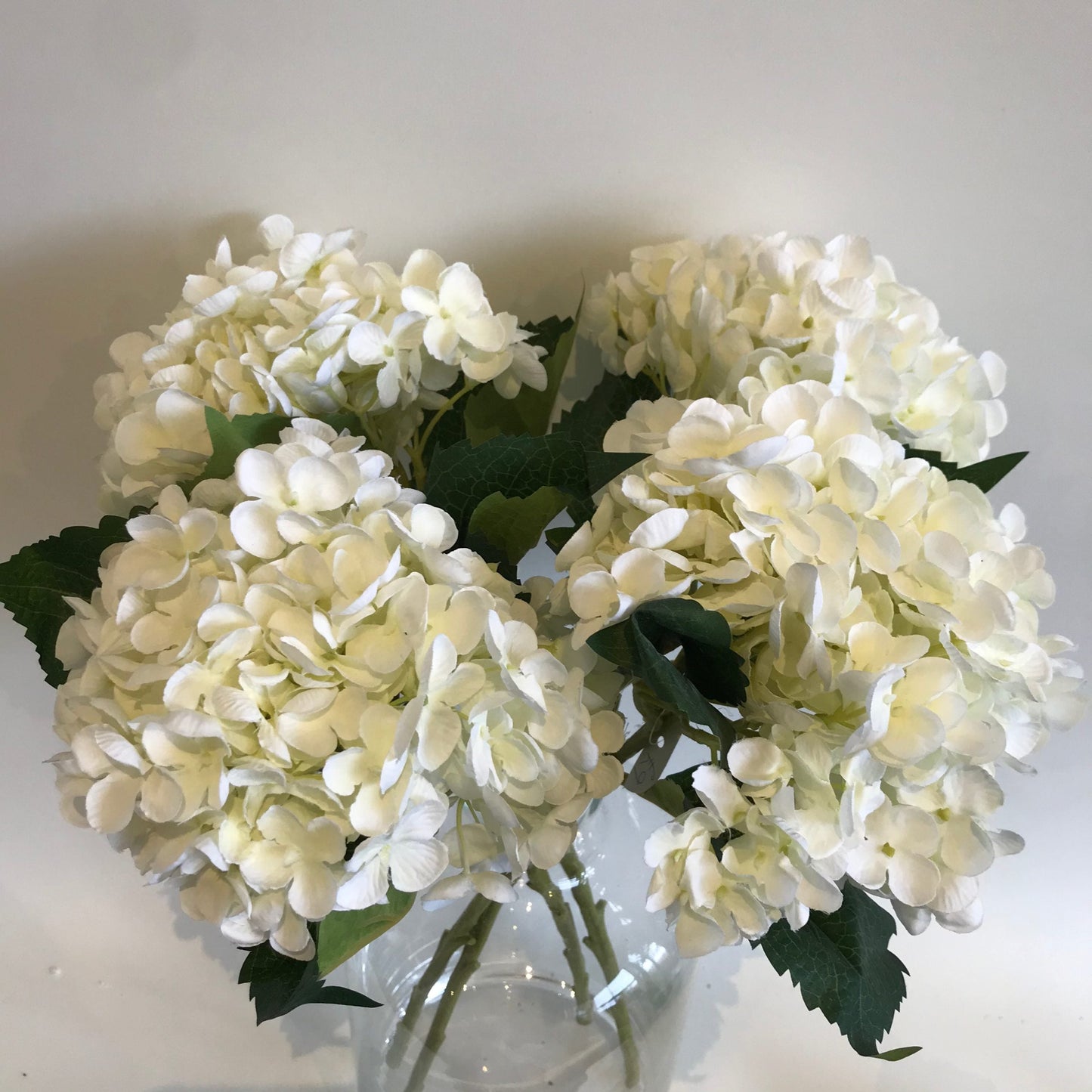 Compact Hydrangeas