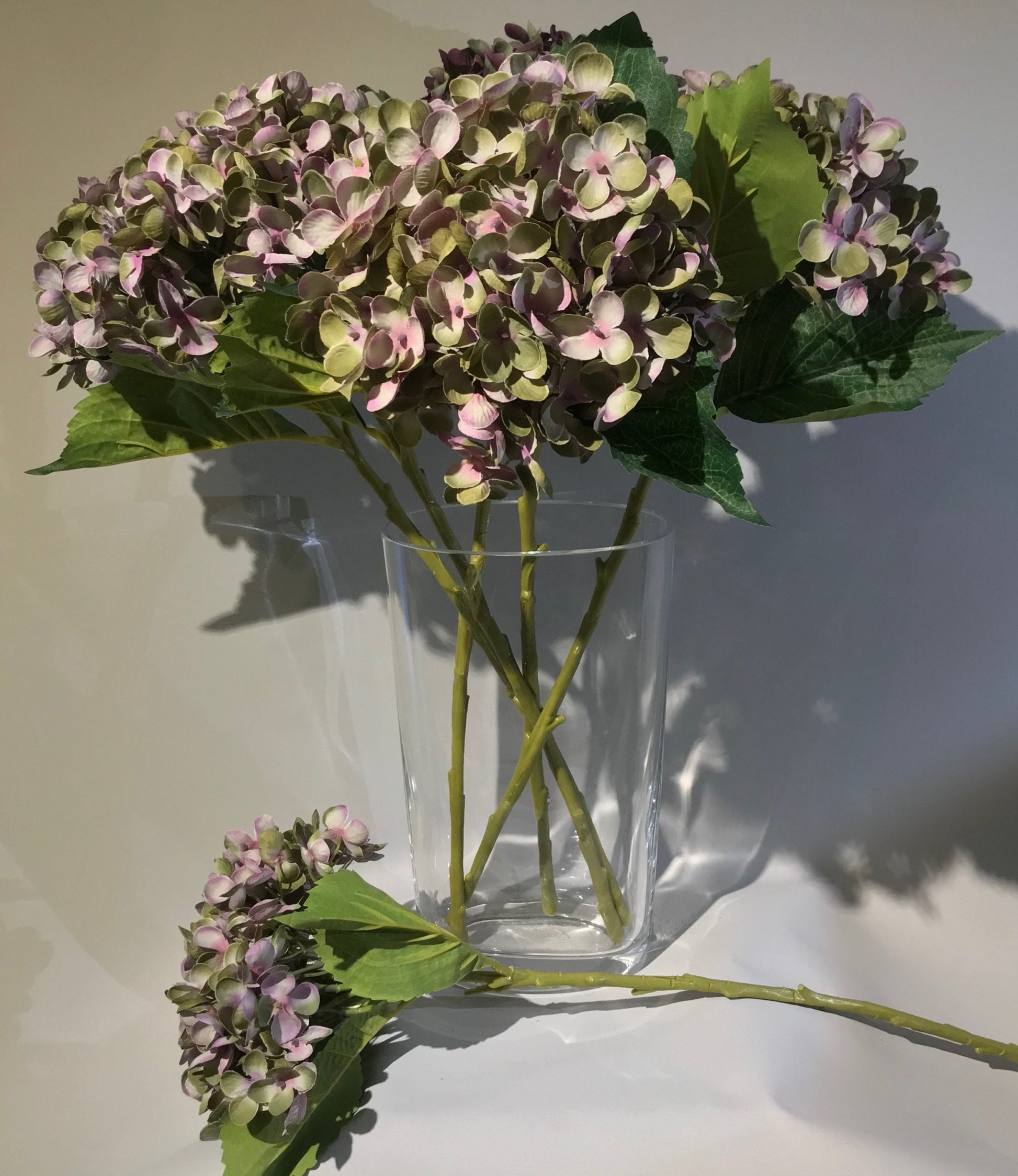 Compact Hydrangeas Mauve