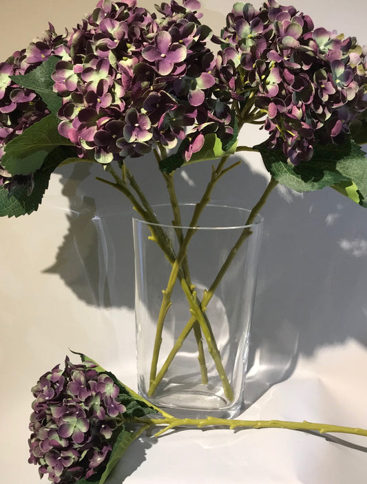 Compact Hydrangea Purple
