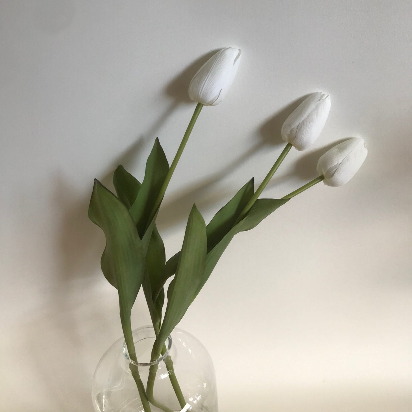 White Tulip