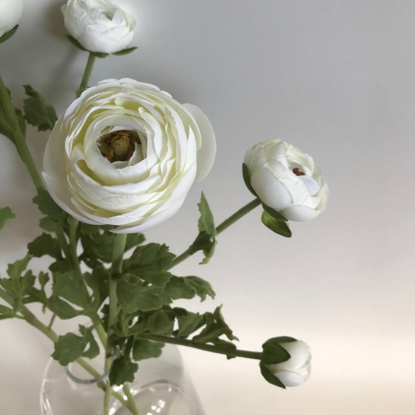 Ranunculus creamy white