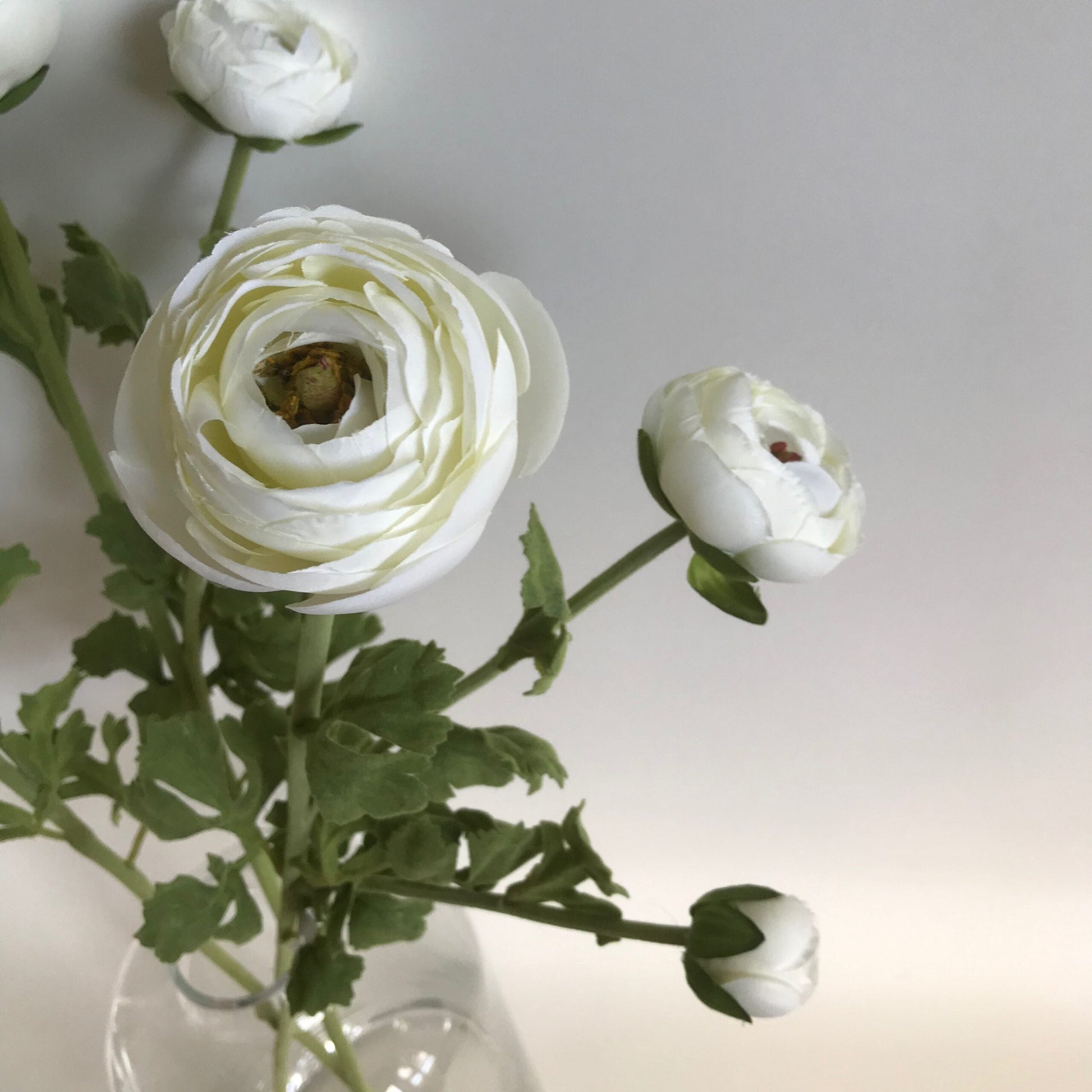 Ranunculus creamy white