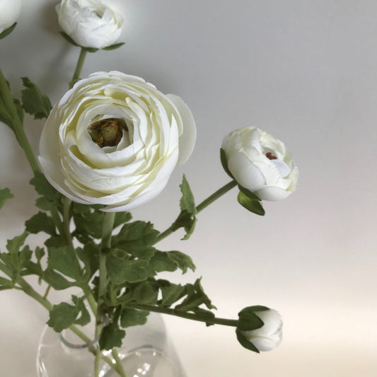 Ranunculus creamy white