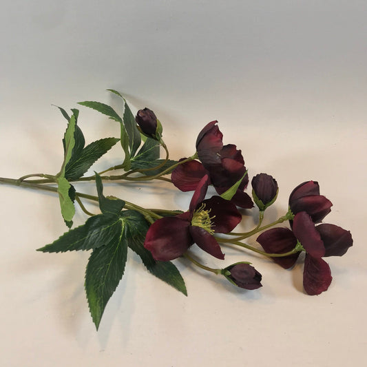 Burgundy Hellebores