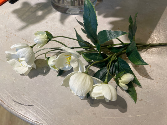 Hellebores white