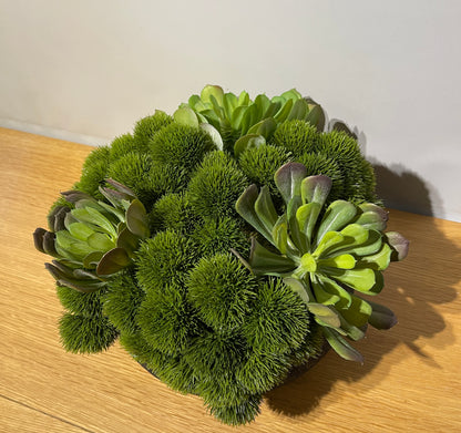 Moss ball & Succulents in black bowl