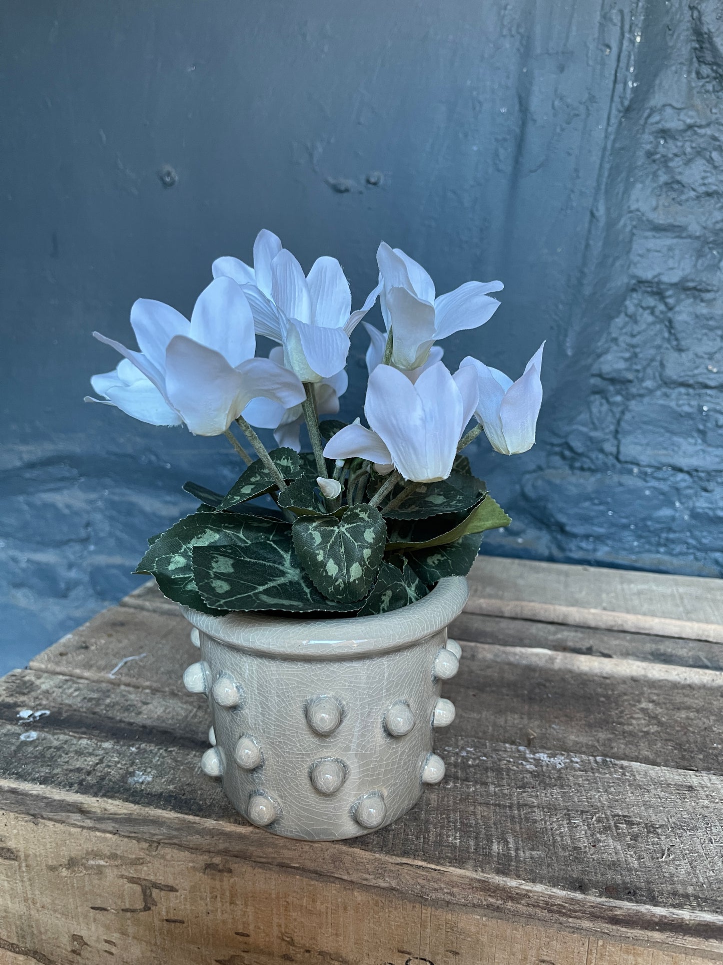 Cyclamen in ceramic pot