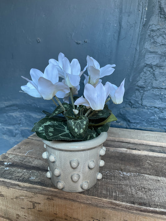 Cyclamen in ceramic pot