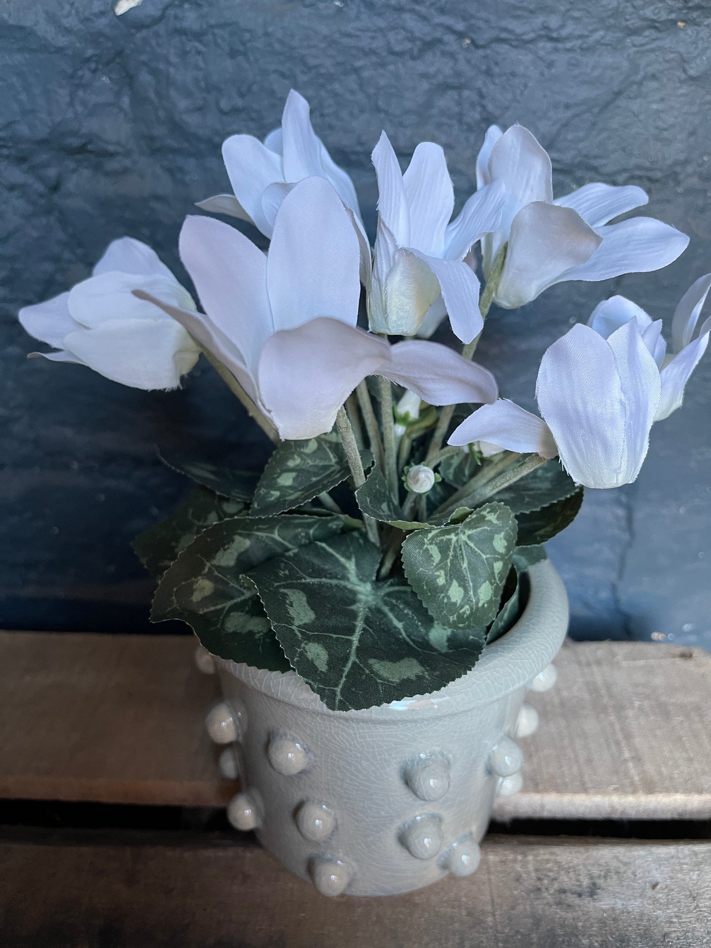 Cyclamen in ceramic pot