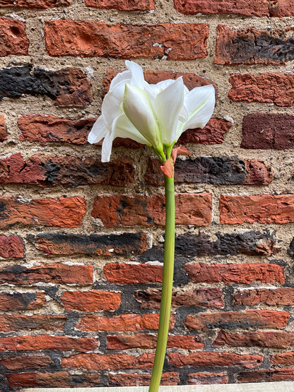 Amaryllis white