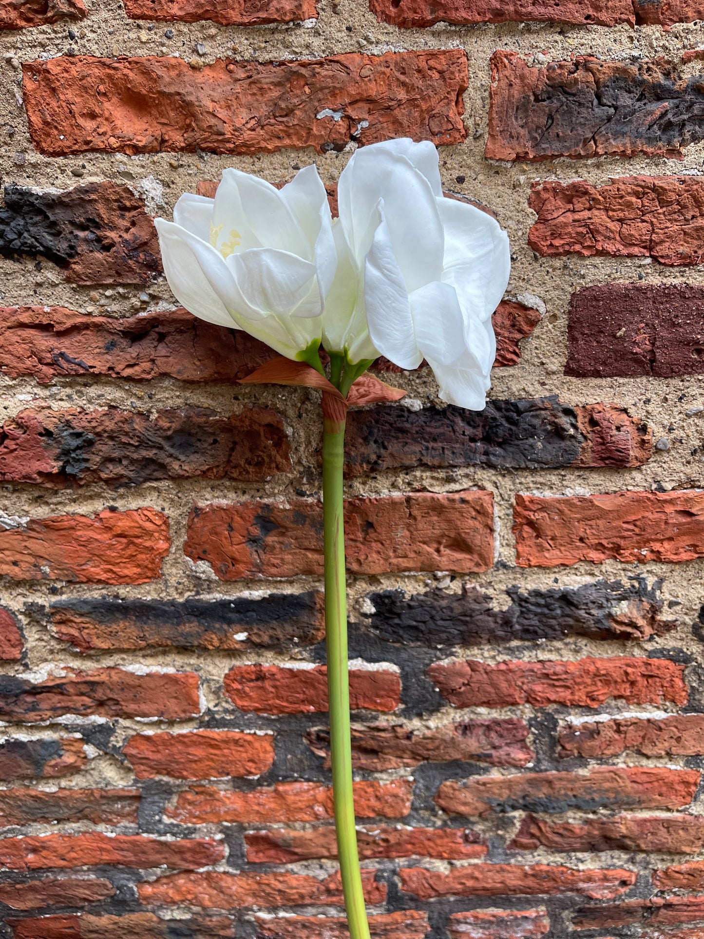 Amaryllis white