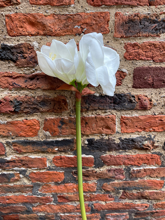 Amaryllis white
