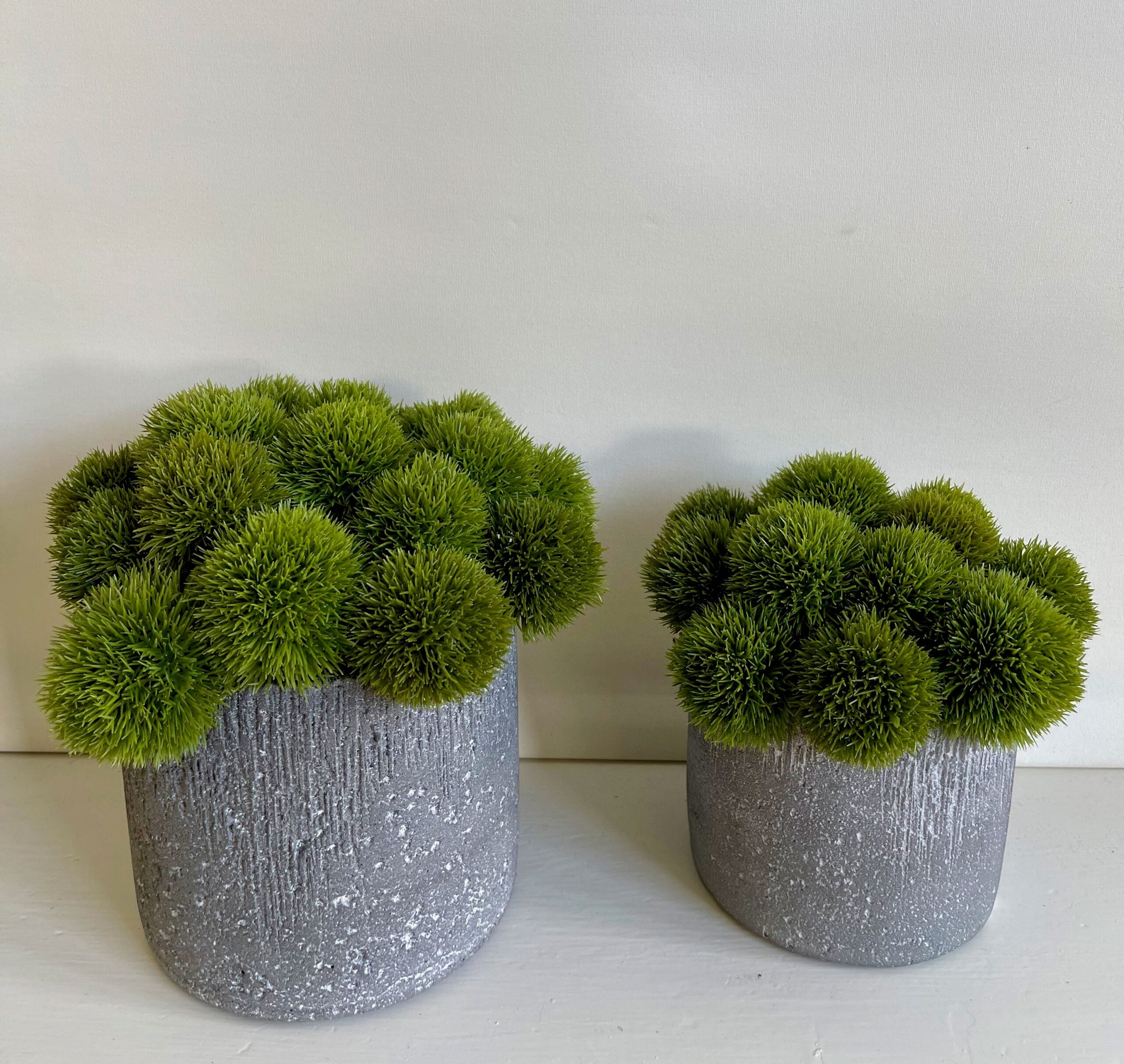 Green Round Seedheads in concrete Pot Medium