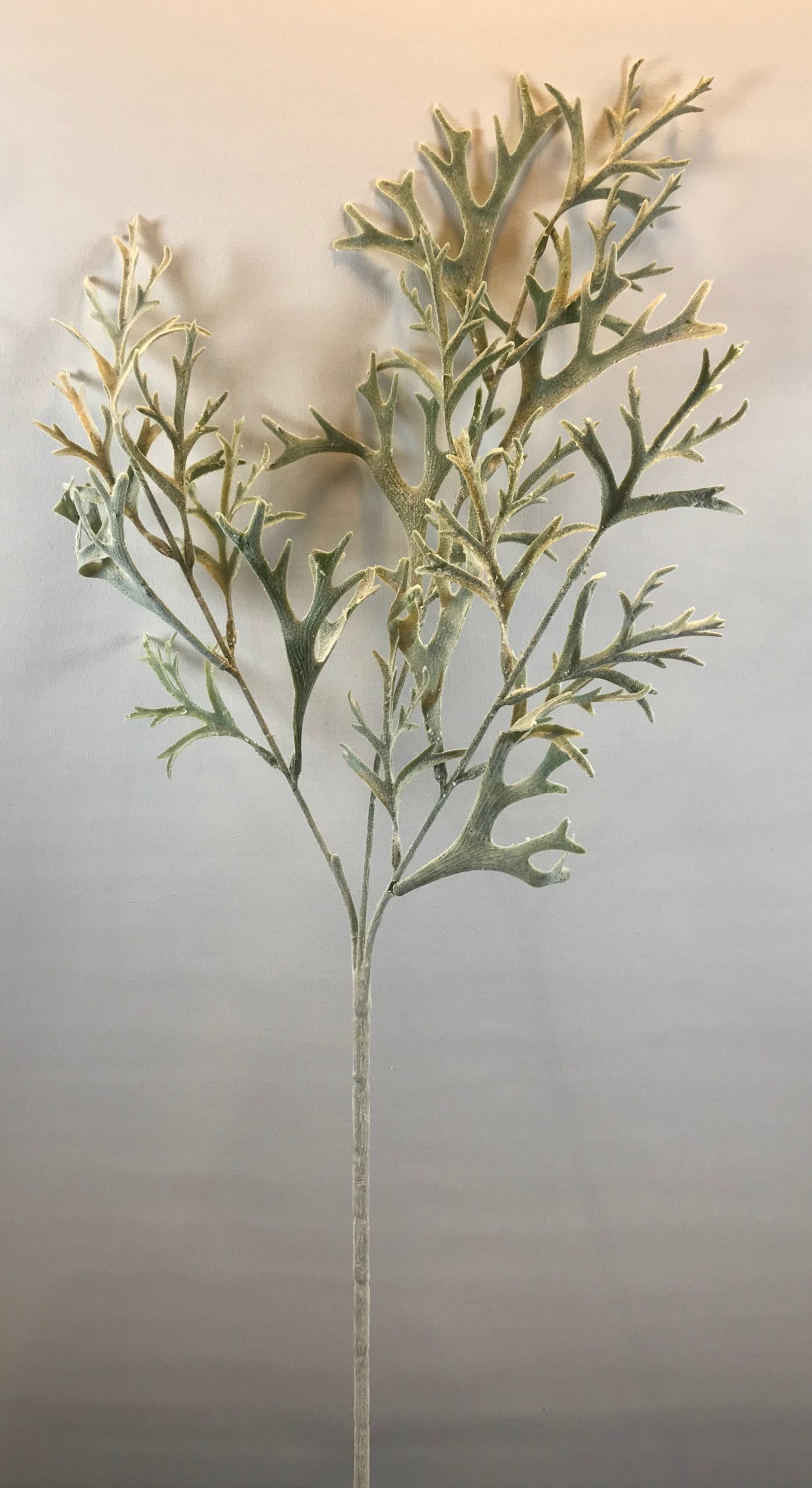 Green/Gray Staghorn Fern stem