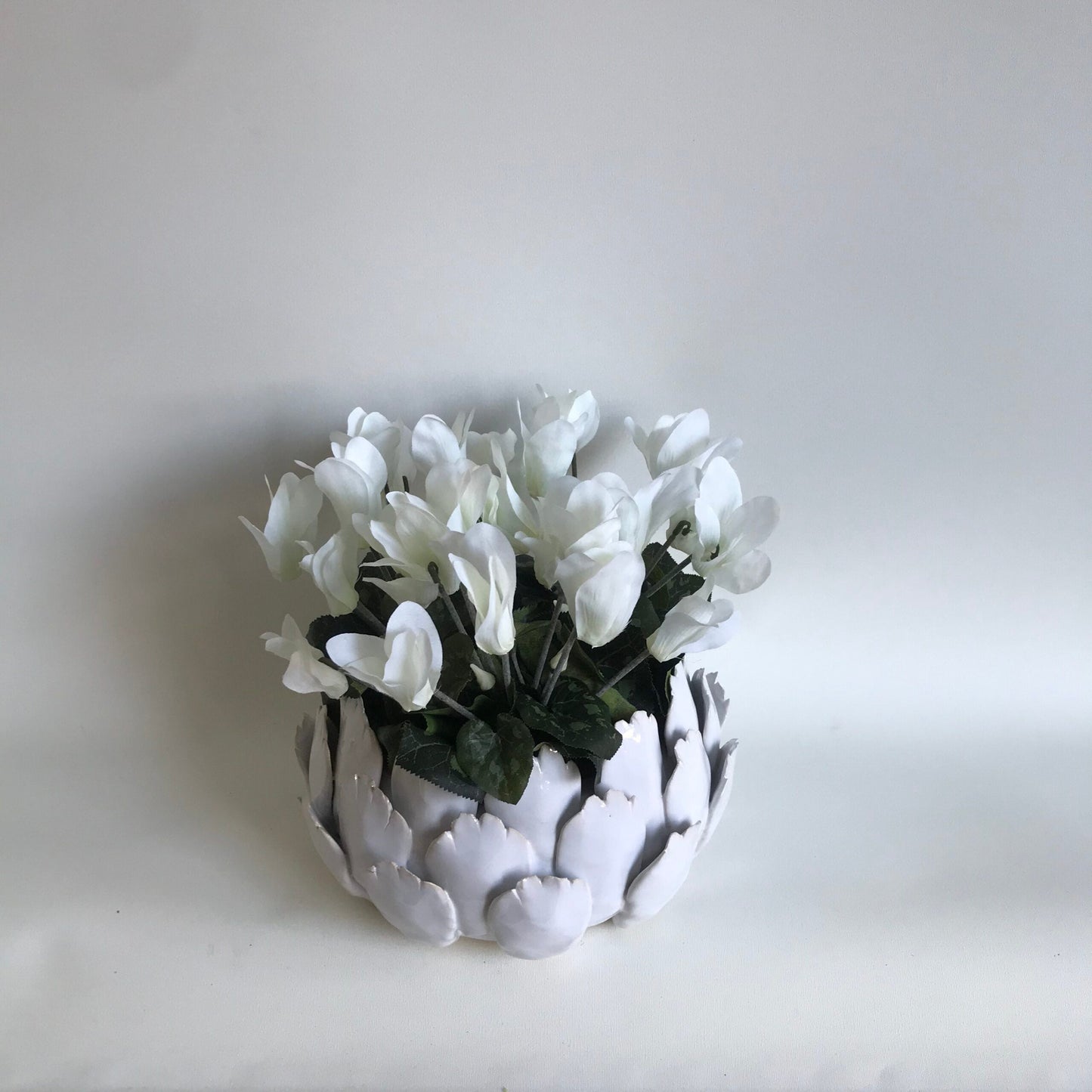 Cyclamen in white ceramic artichoke planter